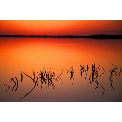 FL, Silhouettes of  brancheson Lake Apopka
